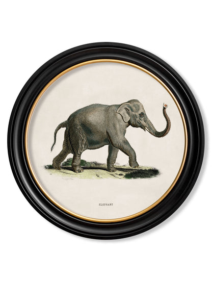 c 1846 elephants in round frame in size 44 x 44cm - glass-fronted framed wall art print with solid wood frame, a beautiful addition to stylish homes
