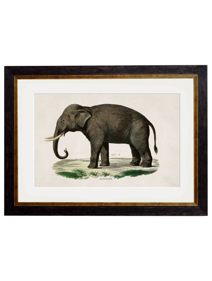c 1846 indian elephant in size 38 x 50cm - glass-fronted framed wall art print with solid wood frame, a beautiful addition to stylish homes