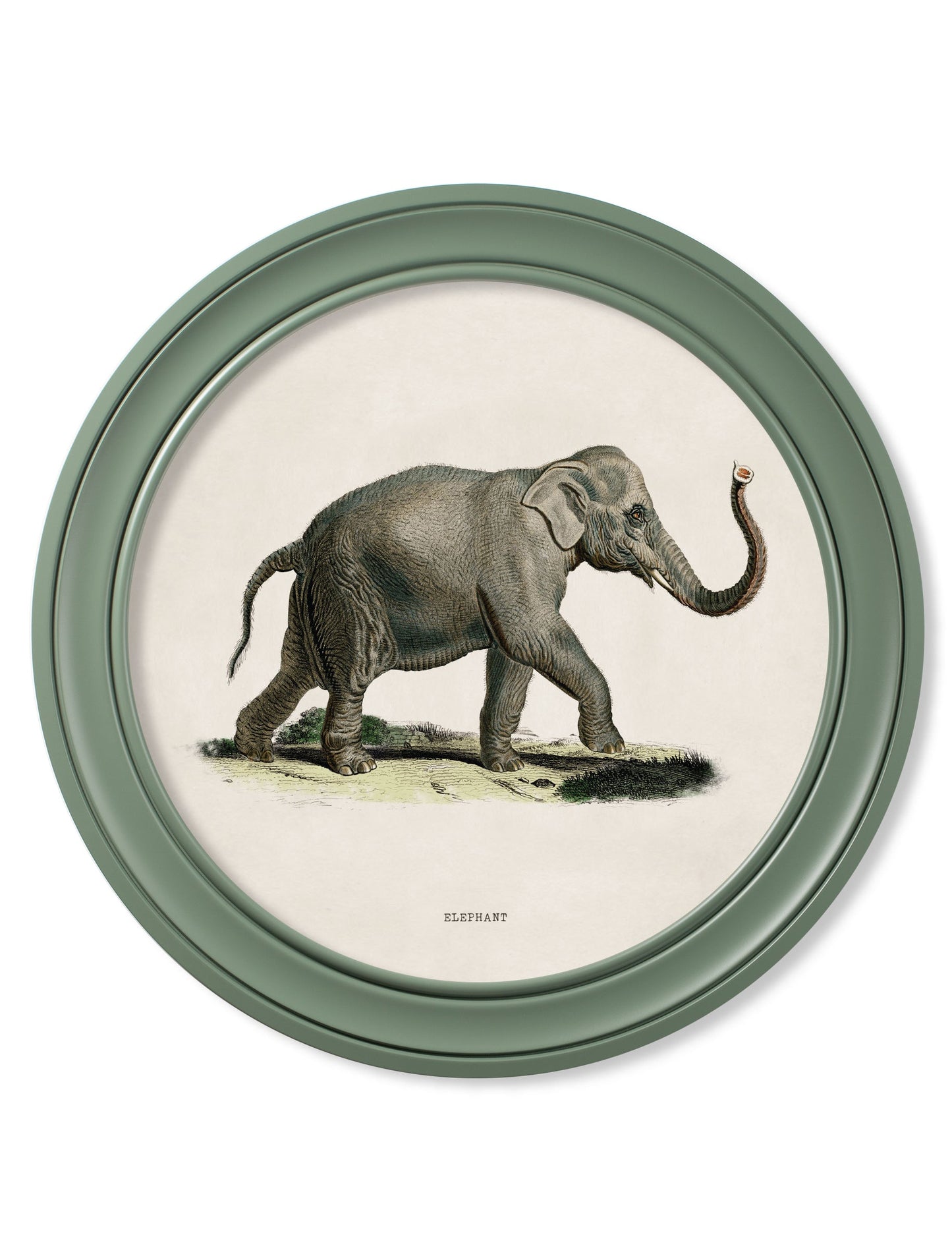 c 1846 elephants in round frame  in size 70 x 70cm - glass-fronted framed wall art print with solid wood frame, designed for high-end interior design