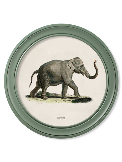 c 1846 elephants in round frame  in size 70 x 70cm - glass-fronted framed wall art print with solid wood frame, designed for high-end interior design
