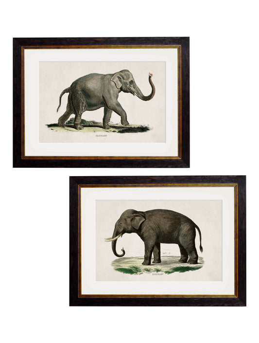 c.1846 Elephants in size 38 x 50cm - glass-fronted framed wall art print with solid wood frame, luxury wall art for sophisticated spaces