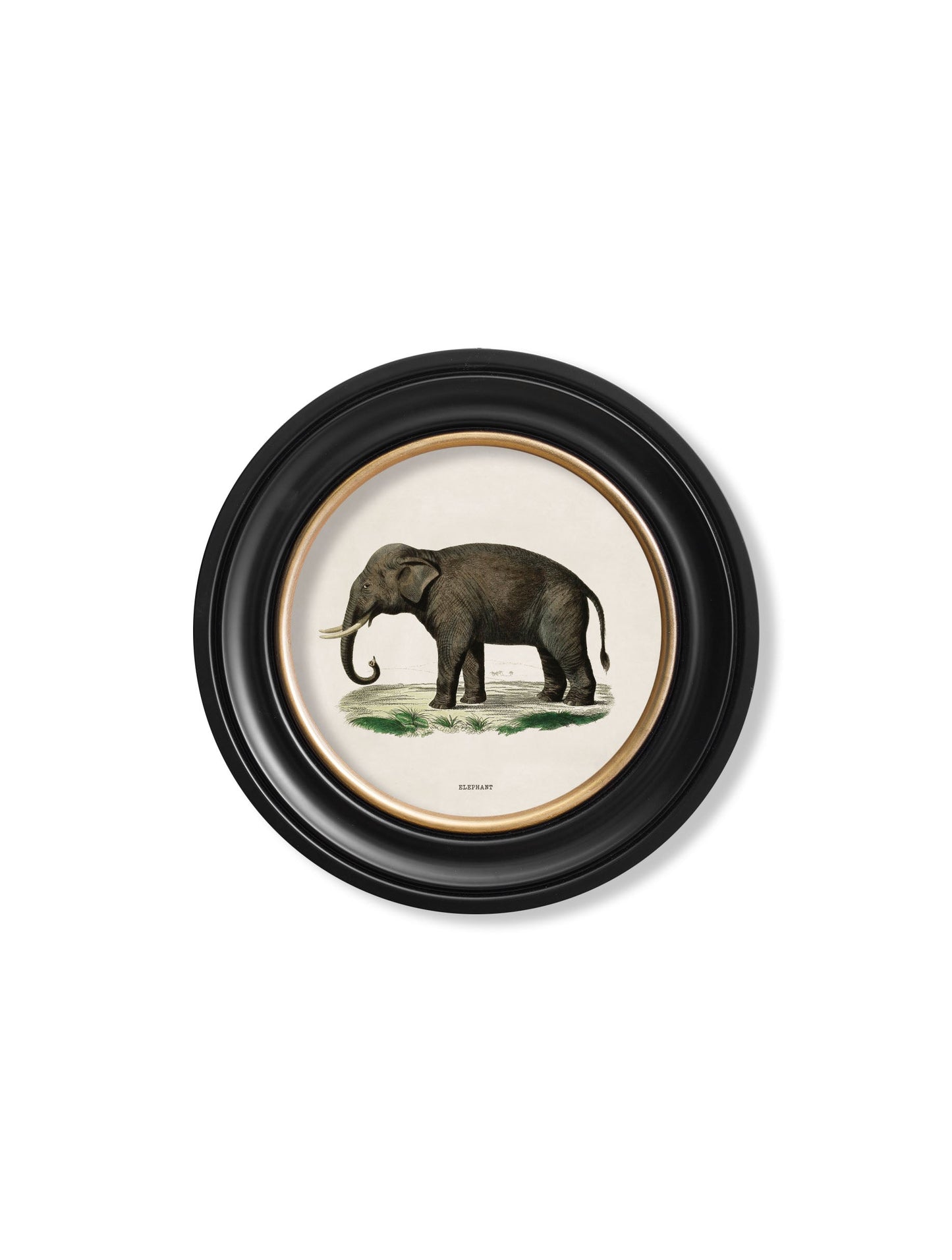c 1846 elephants in round frame in size 70 x 70cm - glass-fronted framed wall art print with solid wood frame, a beautiful addition to stylish homes