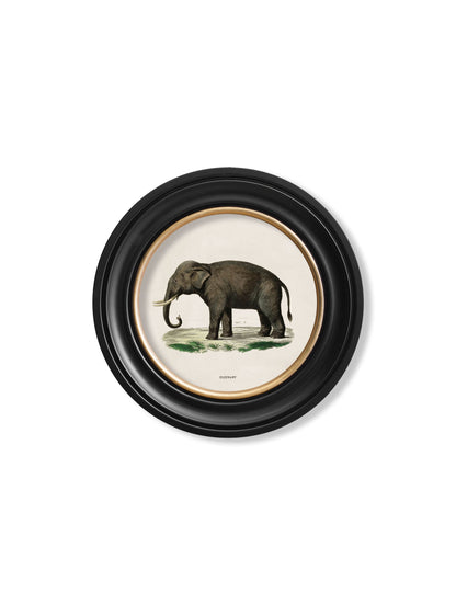 c 1846 elephants in round frame in size 70 x 70cm - glass-fronted framed wall art print with solid wood frame, a beautiful addition to stylish homes