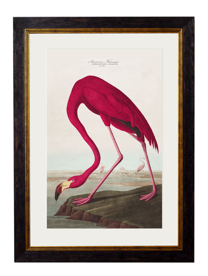 c 1838 audubons birds of america in size 38 x 50cm - glass-fronted framed wall art print with solid wood frame, a beautiful addition to stylish homes