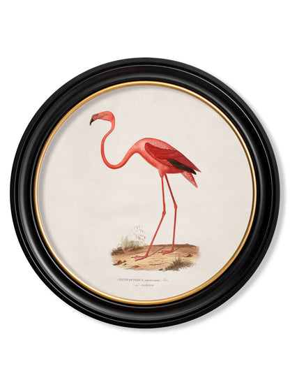 c.1830 Flamingo - Round Frame in size 44 x 44cm - glass-fronted framed wall art print with solid wood frame, designed for high-end interior design