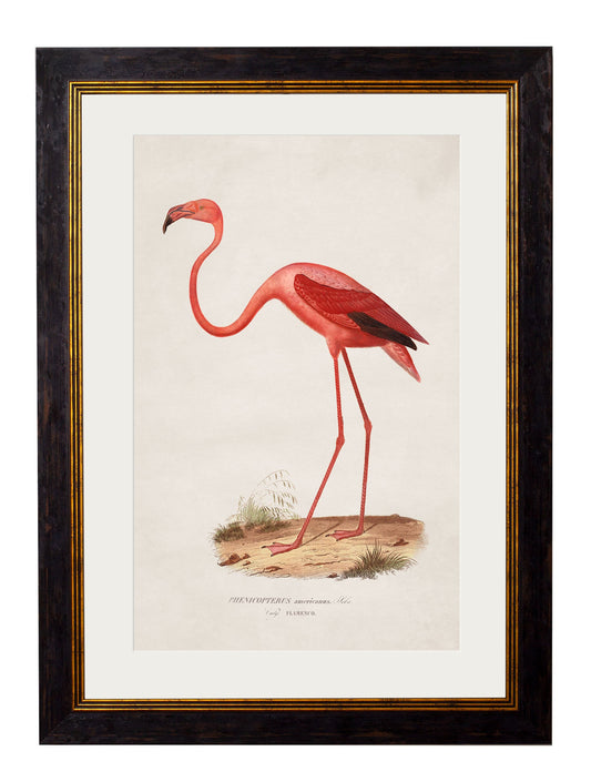 c.1830 Flamingo in size 38 x 50cm - glass-fronted framed wall art print with solid wood frame, ideal for modern interiors