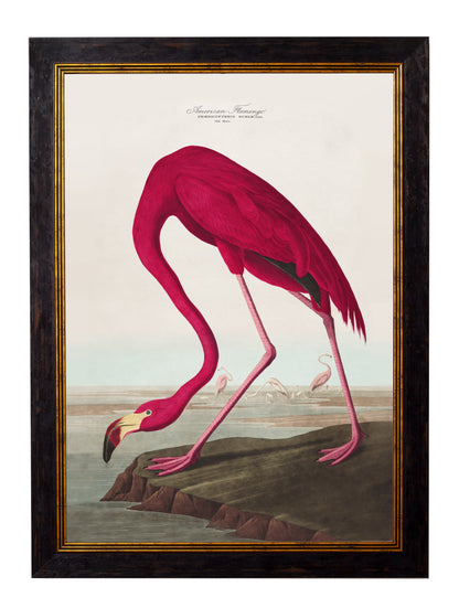 c 1838 audubons birds of america in size 38 x 50cm - glass-fronted framed wall art print with solid wood frame, perfect for statement wall decor