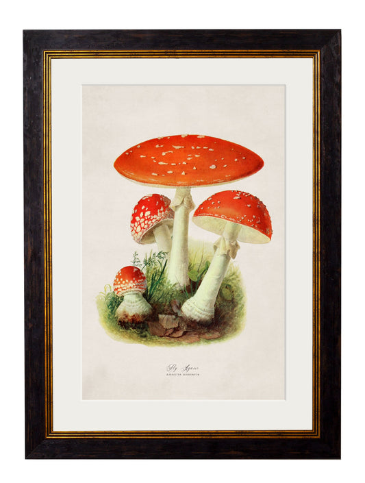 c.1913 Fly Agaric in size 38 x 50cm - glass-fronted framed wall art print with solid wood frame, perfect for luxury home decor