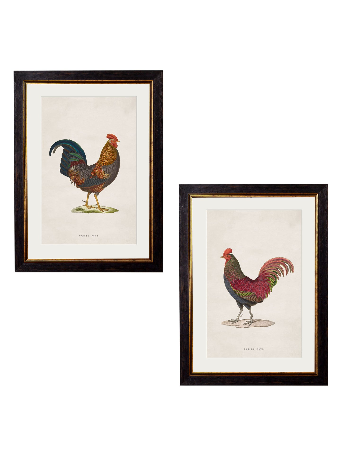 c.1838 Junglefowl in size 38 x 50cm - glass-fronted framed wall art print with solid wood frame, adds elegance to your decor