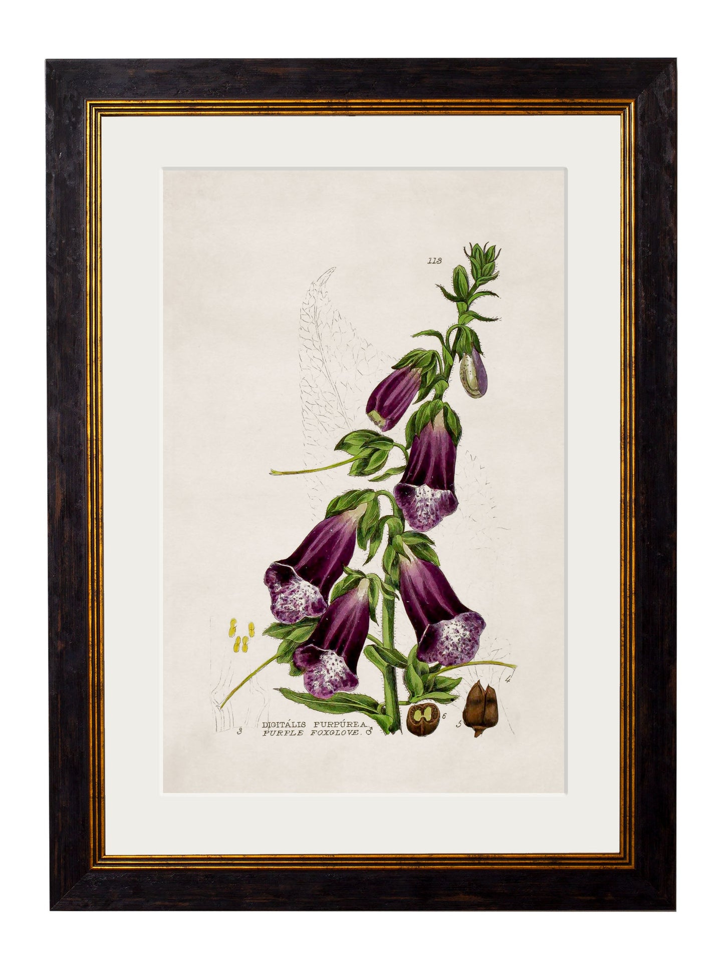c 1837 british flowering plant catchfly in size 38 x 50cm - glass-fronted framed wall art print with solid wood frame, ideal for modern interiors