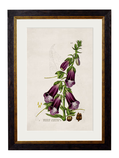 c 1837 british flowering plant catchfly in size 38 x 50cm - glass-fronted framed wall art print with solid wood frame, ideal for modern interiors