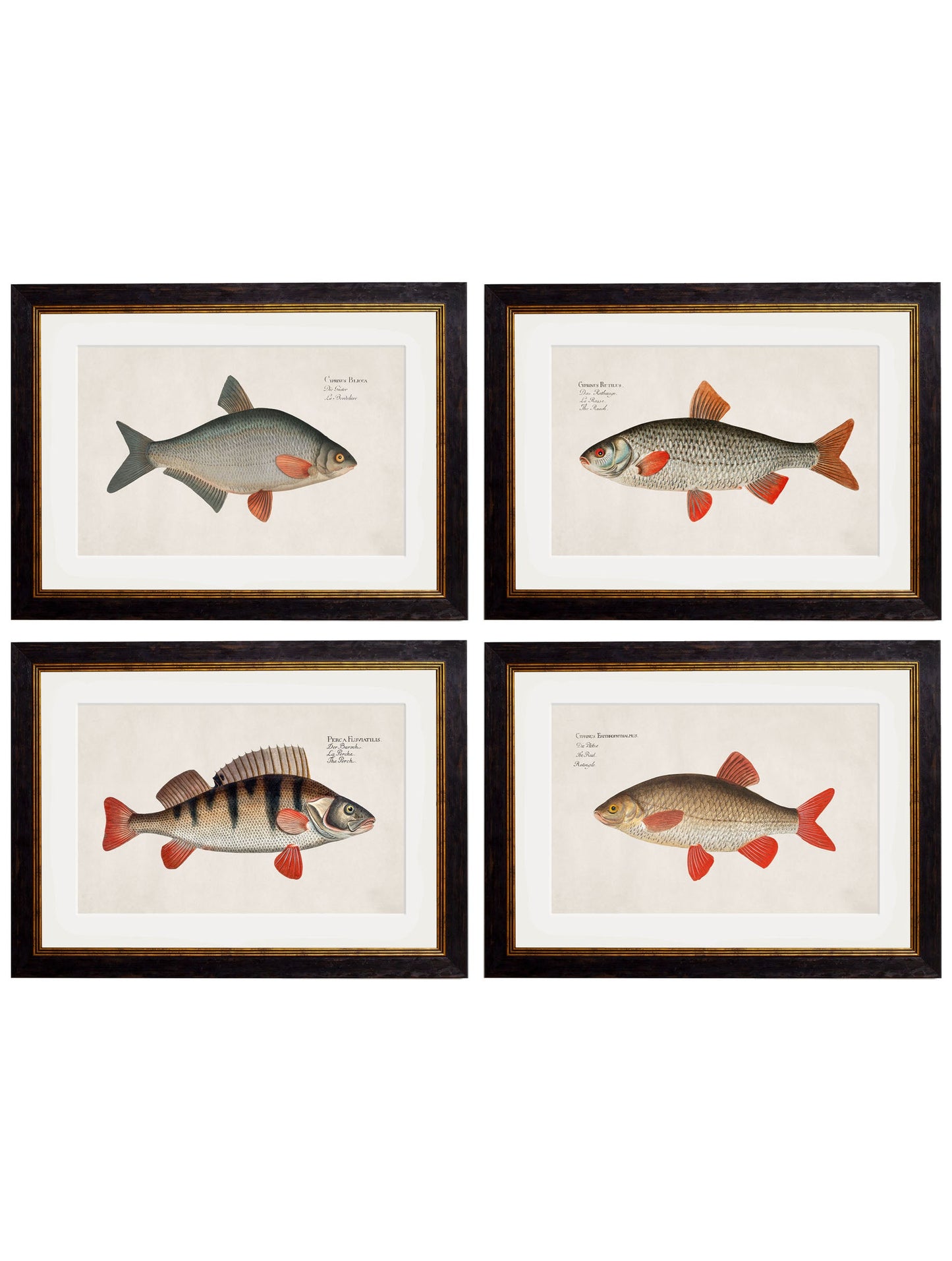 c.1785 Fresh Water Fish in size 38 x 50cm - glass-fronted framed wall art print with solid wood frame, luxury wall art for sophisticated spaces
