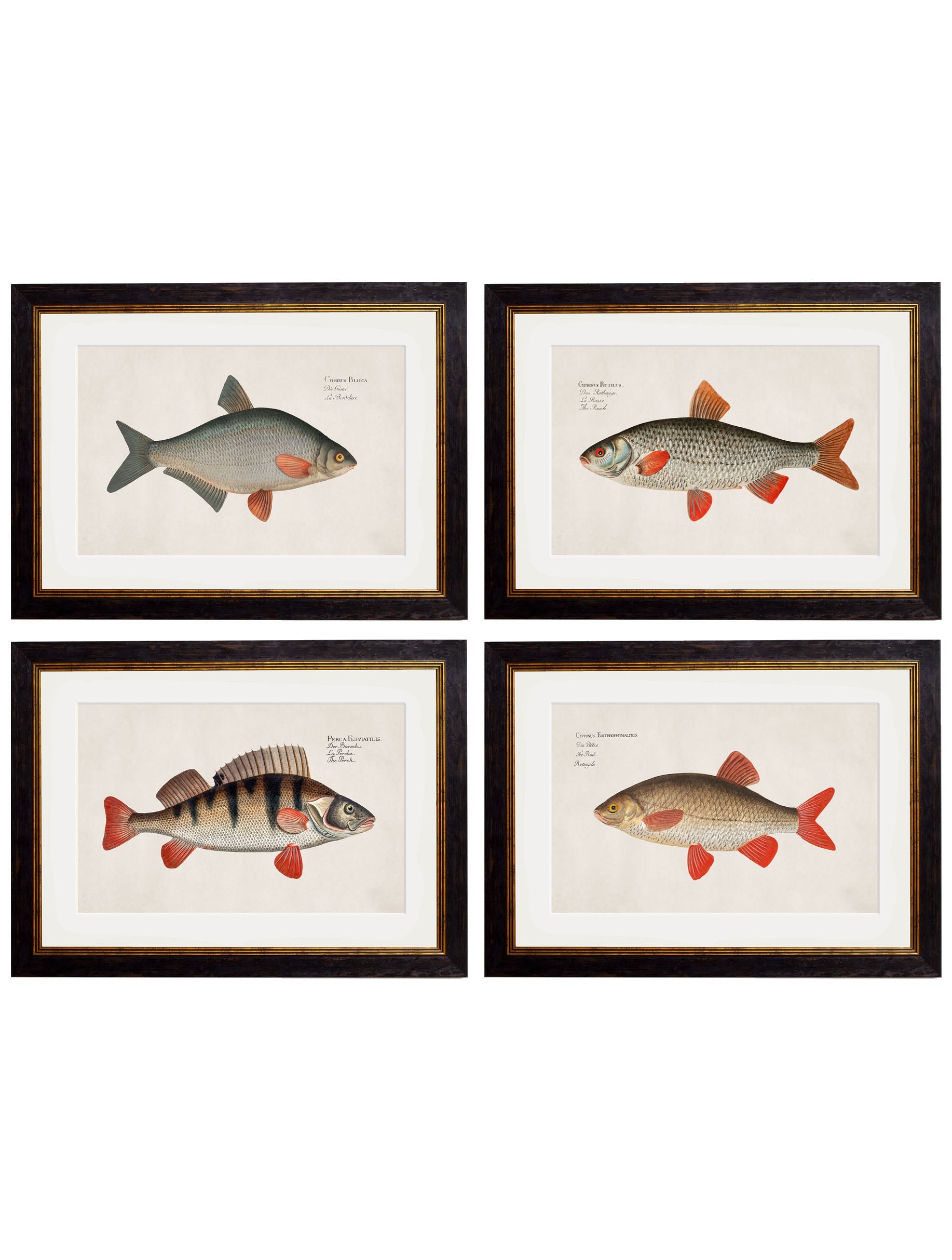 c.1785 Fresh Water Fish in size 38 x 50cm - glass-fronted framed wall art print with solid wood frame, luxury wall art for sophisticated spaces