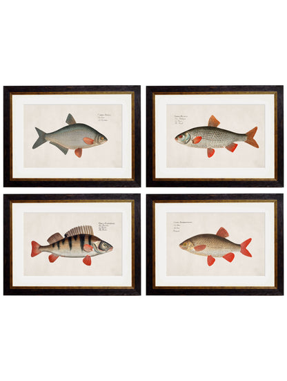 c.1785 Fresh Water Fish in size 38 x 50cm - glass-fronted framed wall art print with solid wood frame, luxury wall art for sophisticated spaces