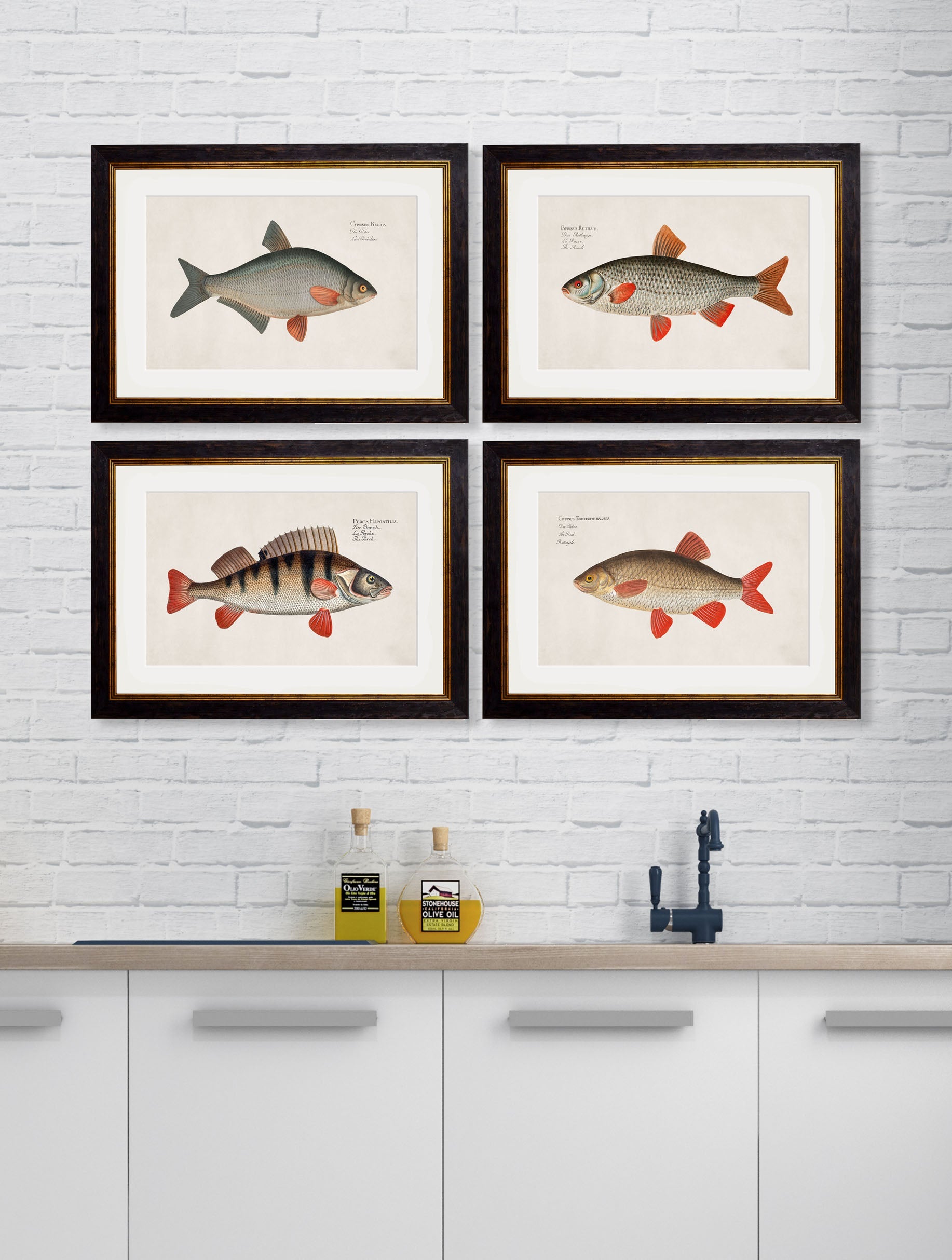 c 1785 silver bream in size 38 x 50cm - glass-fronted framed wall art print with solid wood frame, ideal for modern interiors