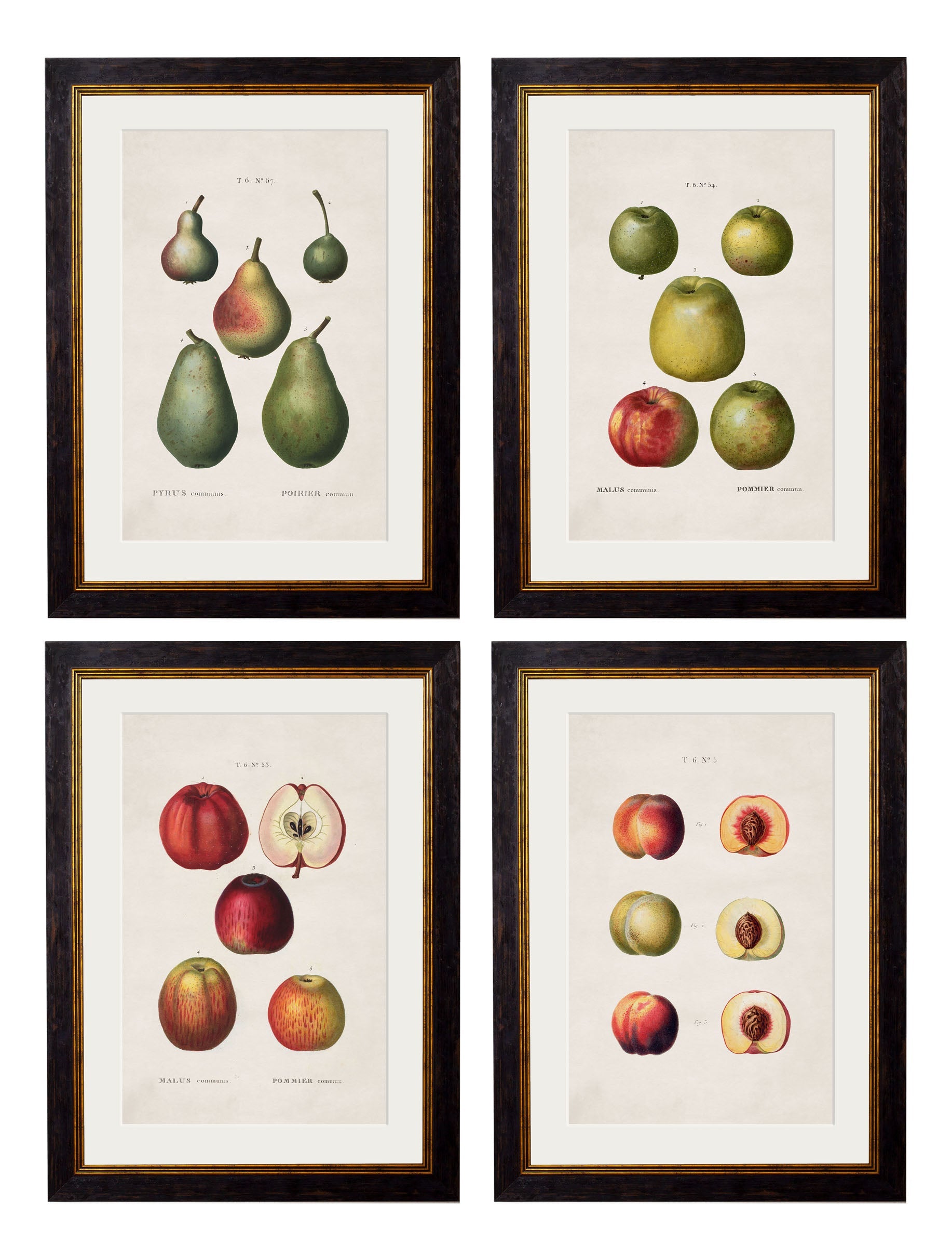 c.1819 Study of British Fruit in size 38 x 50cm - glass-fronted framed wall art print with solid wood frame, a beautiful addition to stylish homes