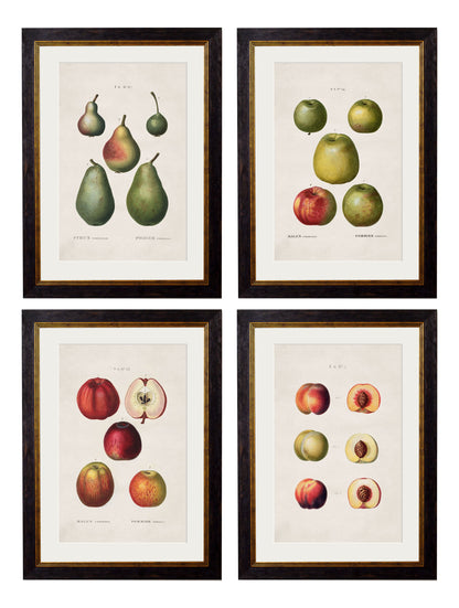 c.1819 Study of British Fruit in size 38 x 50cm - glass-fronted framed wall art print with solid wood frame, a beautiful addition to stylish homes