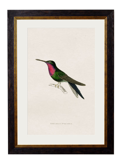 c 1833 hummingbirds 1 in size 38 x 50cm - glass-fronted framed wall art print with solid wood frame, ideal for modern interiors