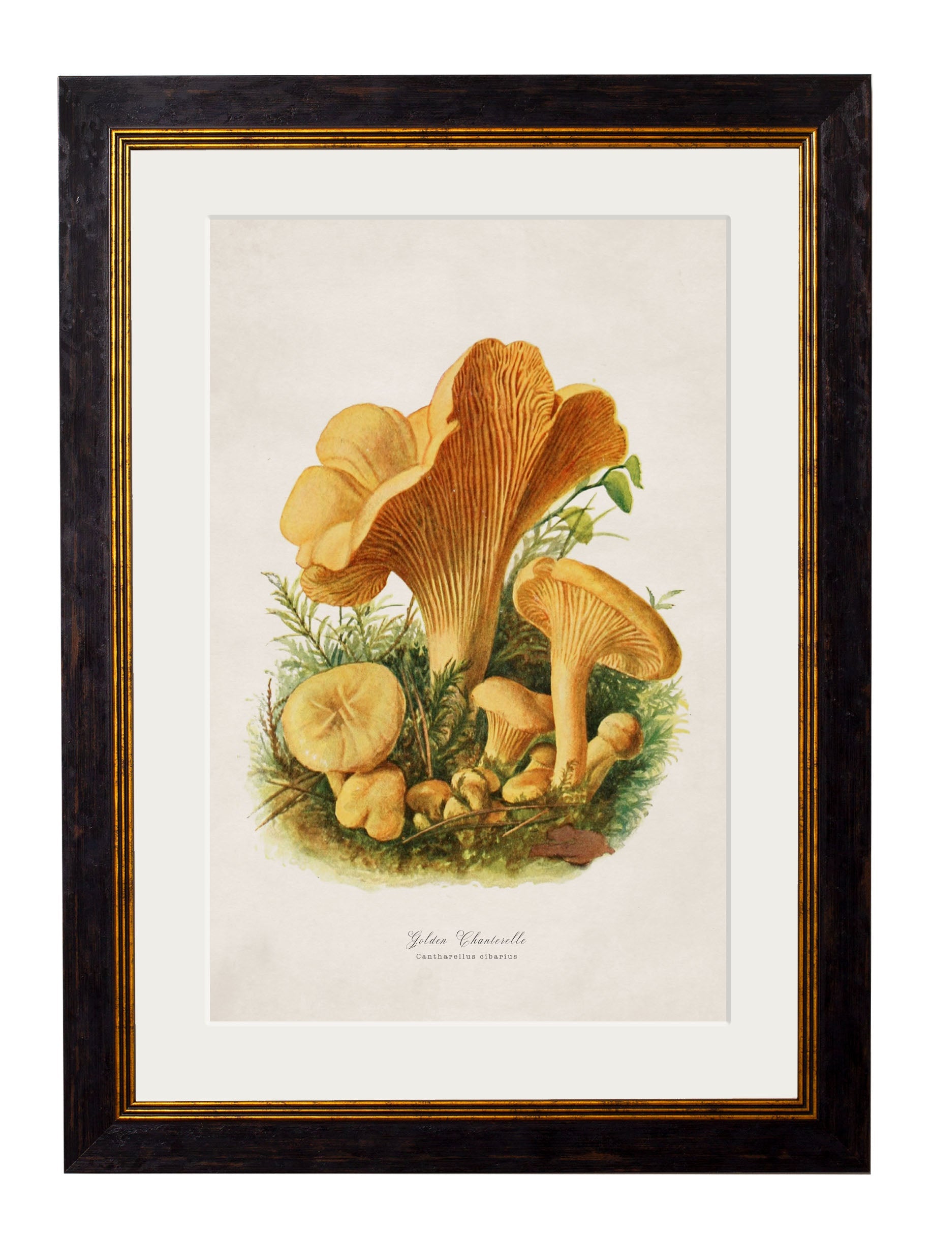 c 1913 edible mushrooms in size 38 x 50cm - glass-fronted framed wall art print with solid wood frame, perfect for statement wall decor