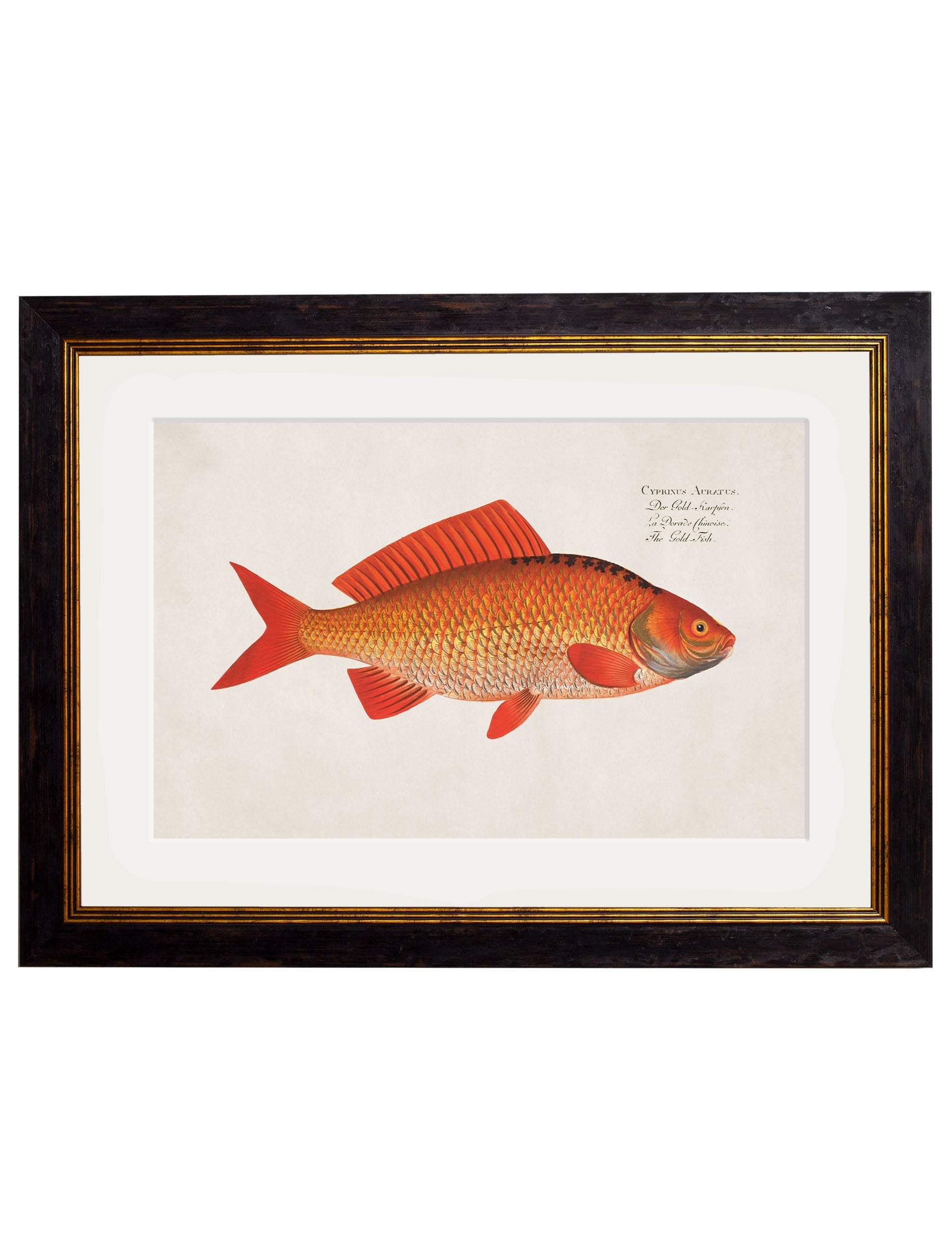 c 1785 goldfish and golden orfe in size 38 x 50cm - glass-fronted framed wall art print with solid wood frame, ideal for contemporary home styling
