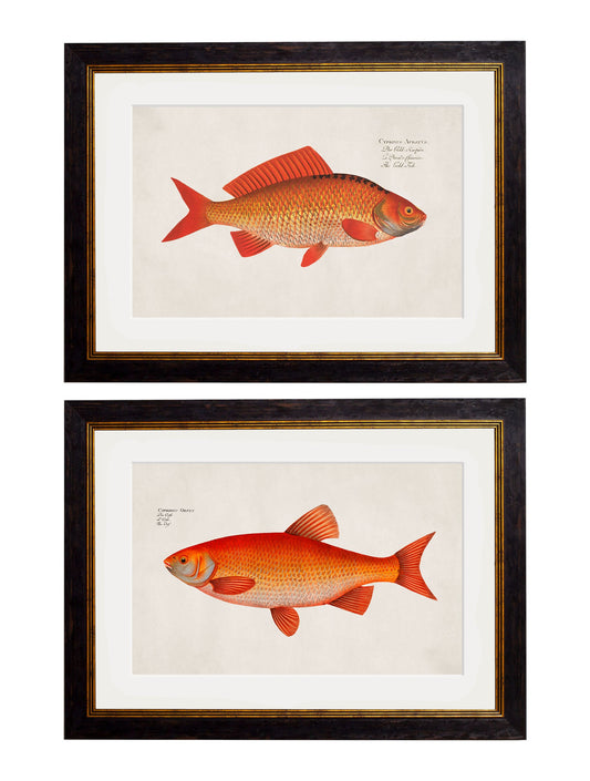 c.1785 Goldfish and Golden Orfe in size 38 x 50cm - glass-fronted framed wall art print with solid wood frame, luxury wall art for sophisticated spaces