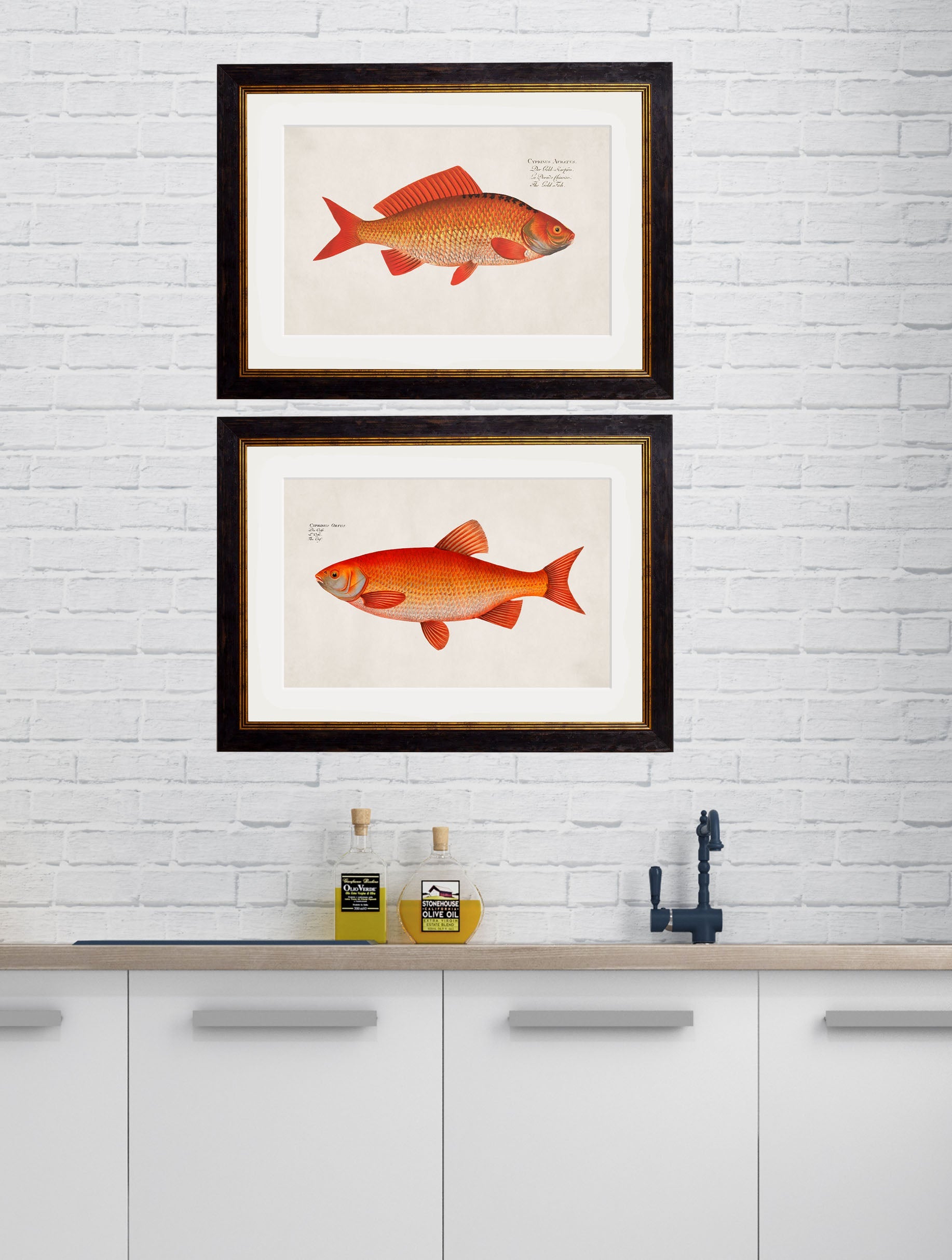 c 1785 goldfish and golden orfe in size 38 x 50cm - glass-fronted framed wall art print with solid wood frame, ideal for contemporary home styling