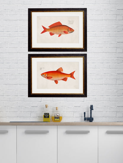 c 1785 goldfish and golden orfe in size 38 x 50cm - glass-fronted framed wall art print with solid wood frame, ideal for contemporary home styling