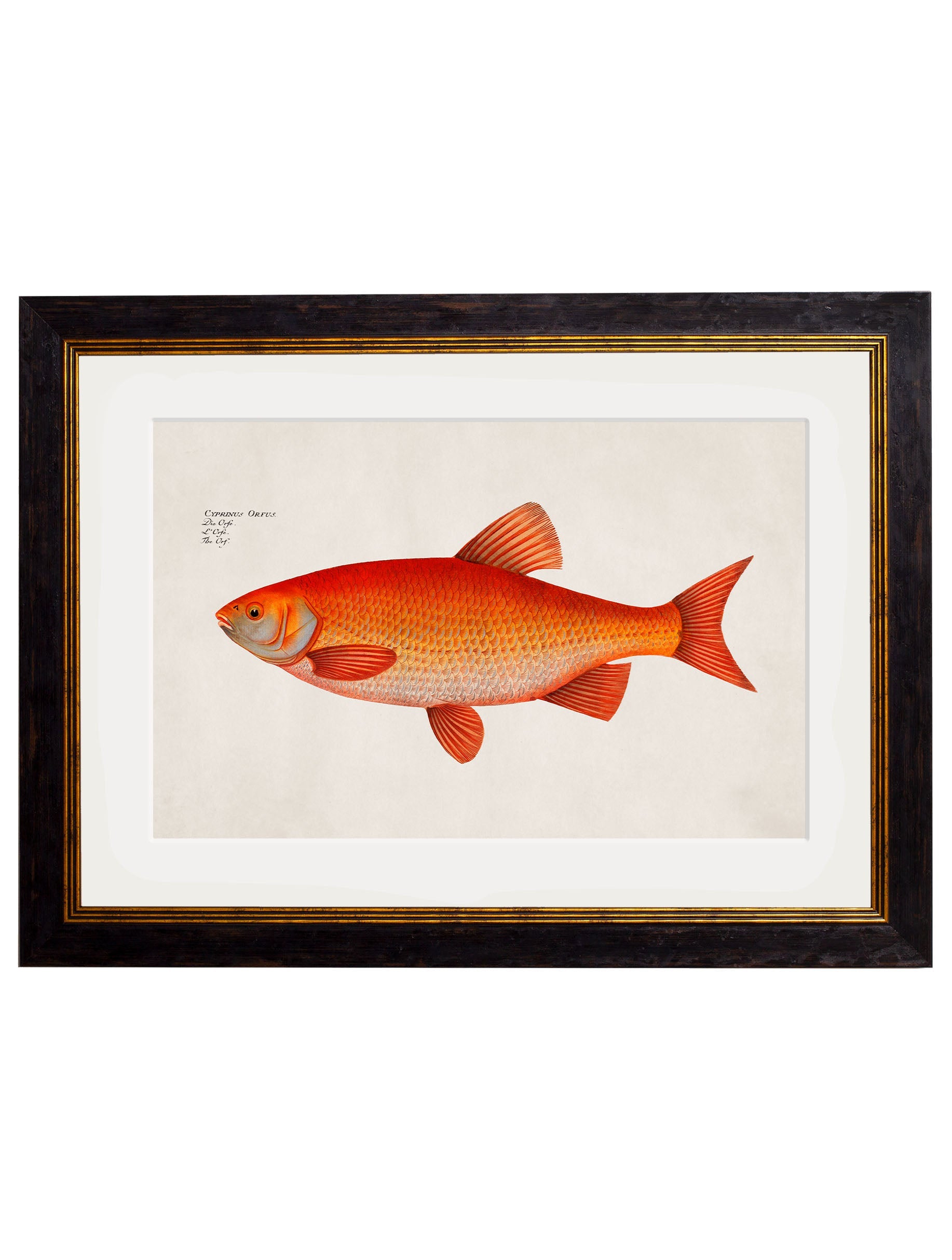 c 1785 goldfish and golden orfe in size 50 x 70cm - glass-fronted framed wall art print with solid wood frame, luxury wall art for sophisticated spaces