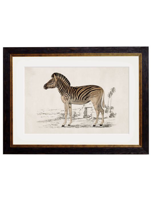 c.1774 Zebra in size 38 x 50cm - glass-fronted framed wall art print with solid wood frame, a beautiful addition to stylish homes