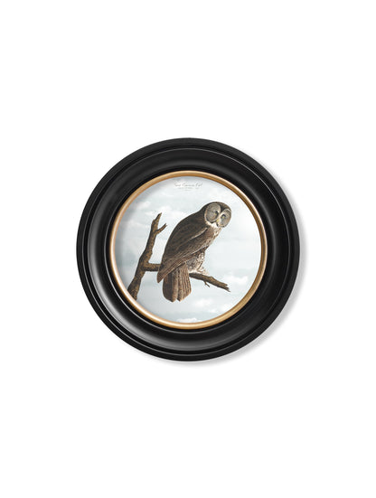  of c 1838 audubons snowy owl round frame in size 70 x 70cm - glass-fronted framed wall art print with solid wood frame, adds elegance to your decor