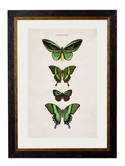 c 1835 butterflies in size 38 x 50cm - glass-fronted framed wall art print with solid wood frame, adds elegance to your decor