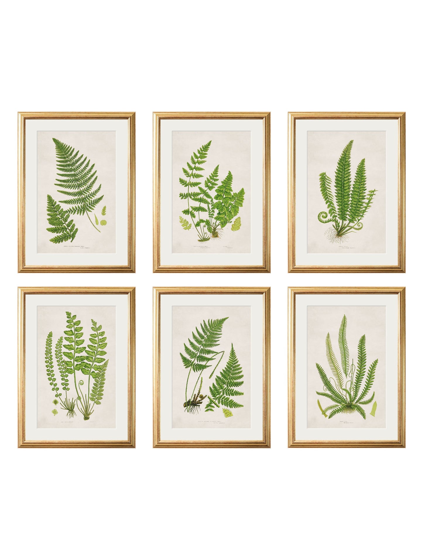 Collection of 6 Ferns in size 38 x 50cm - glass-fronted framed wall art print with solid wood frame, luxury wall art for sophisticated spaces