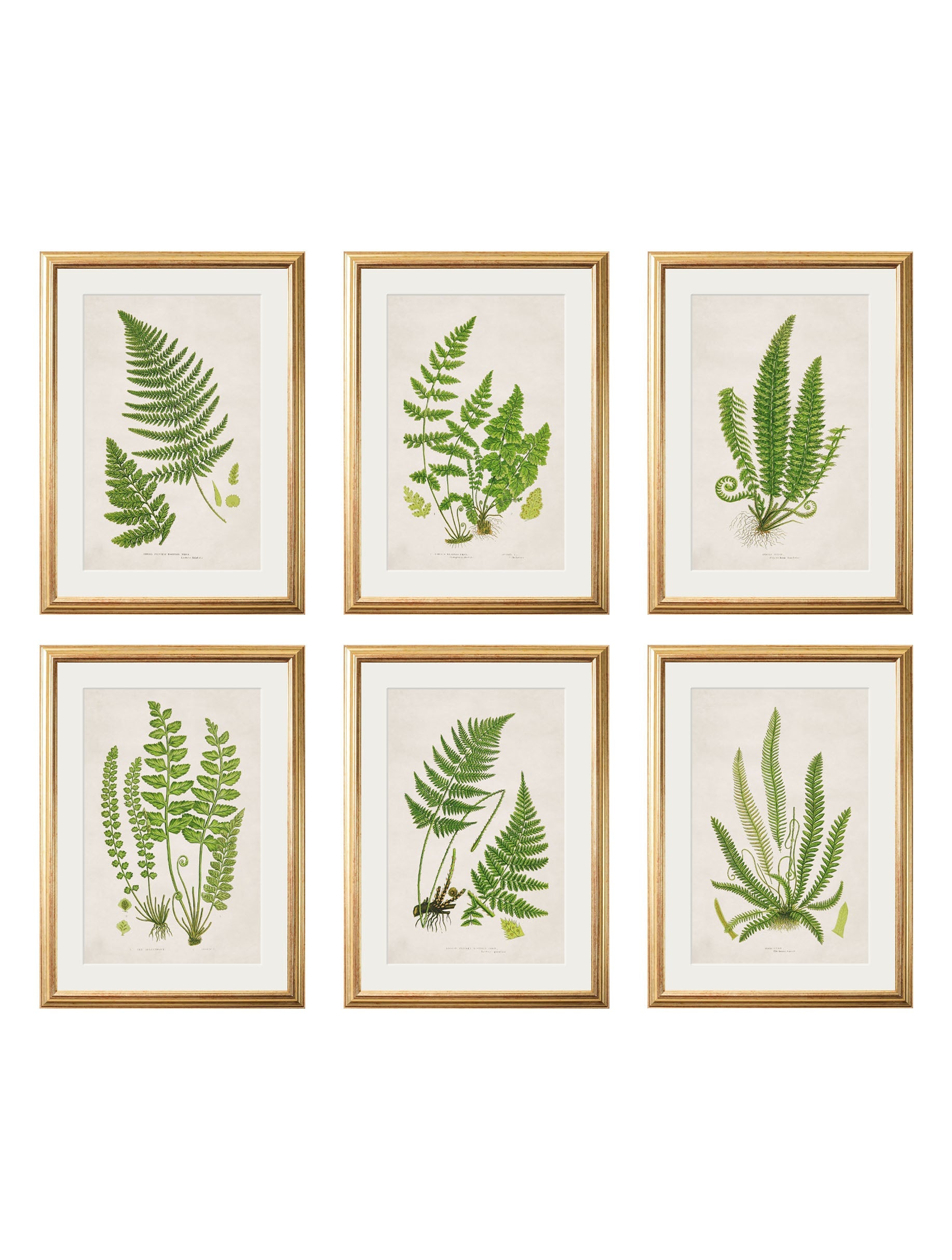 Collection of 6 Ferns in size 38 x 50cm - glass-fronted framed wall art print with solid wood frame, luxury wall art for sophisticated spaces
