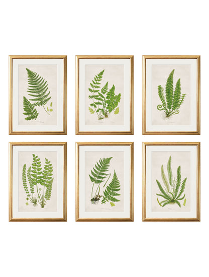 Collection of 6 Ferns in size 38 x 50cm - glass-fronted framed wall art print with solid wood frame, luxury wall art for sophisticated spaces