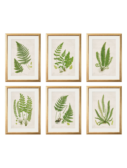 Collection of 6 Ferns in size 38 x 50cm - glass-fronted framed wall art print with solid wood frame, luxury wall art for sophisticated spaces
