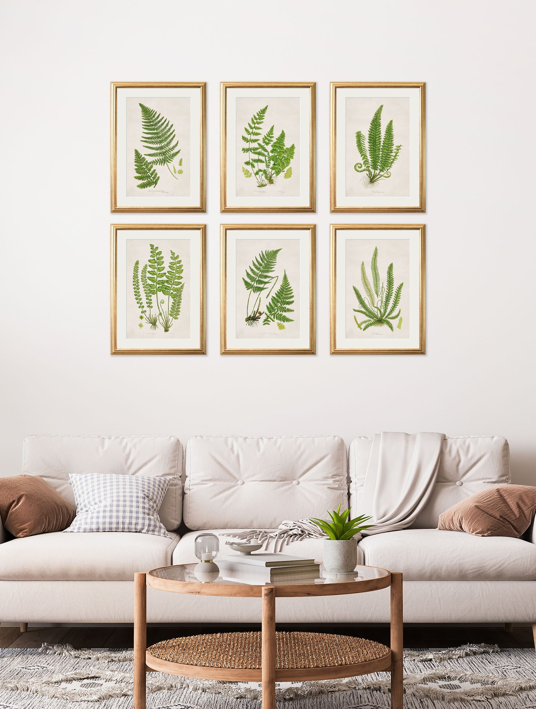 collection of 6 ferns in size 38 x 50cm - glass-fronted framed wall art print with solid wood frame, ideal for contemporary home styling