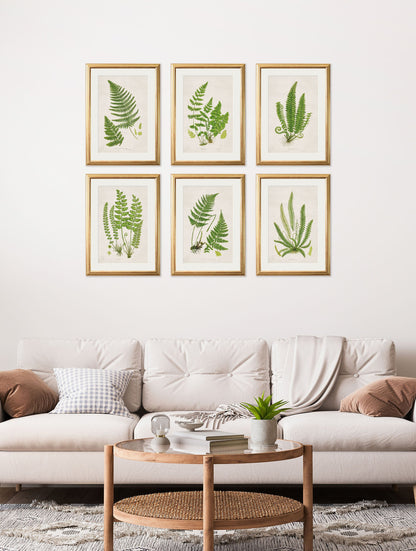 collection of 6 ferns in size 38 x 50cm - glass-fronted framed wall art print with solid wood frame, ideal for contemporary home styling