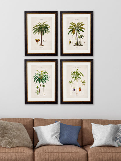 c 1843 macaw palm framed print in size 38 x 50cm - glass-fronted framed wall art print with solid wood frame, ideal for contemporary home styling