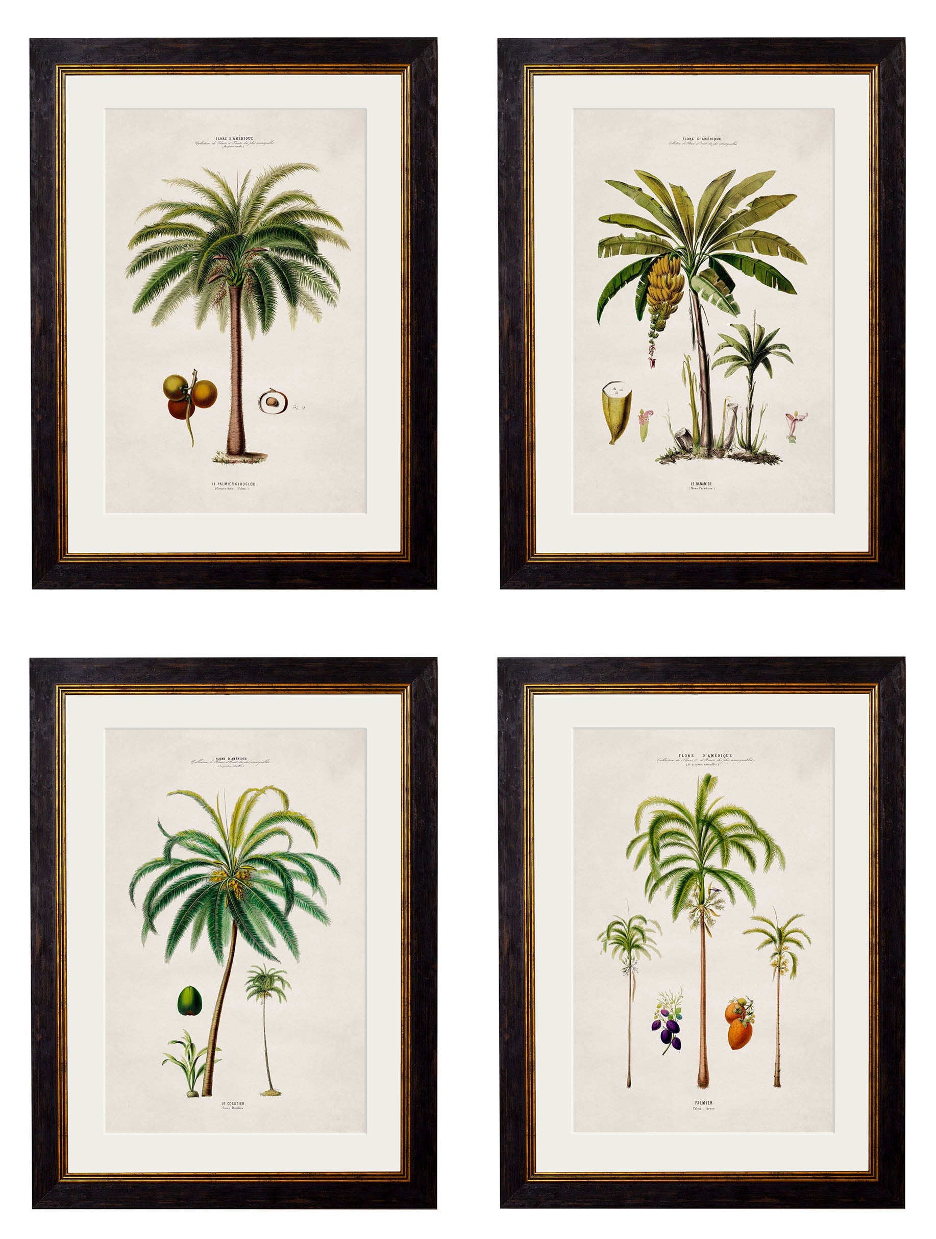 c.1843 Studies of South American Palm Trees in size 38 x 50cm - glass-fronted framed wall art print with solid wood frame, adds elegance to your decor