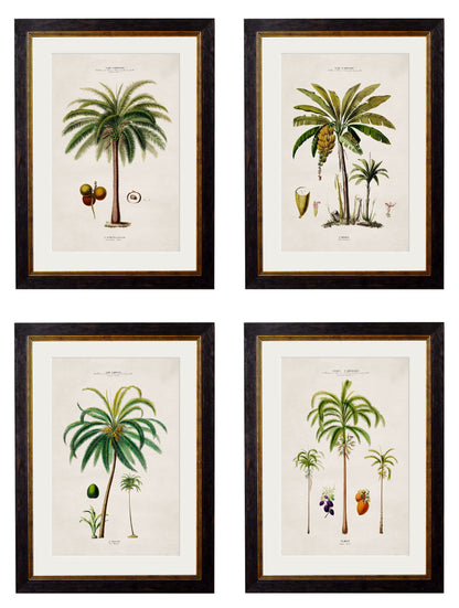 c.1843 Studies of South American Palm Trees in size 38 x 50cm - glass-fronted framed wall art print with solid wood frame, adds elegance to your decor