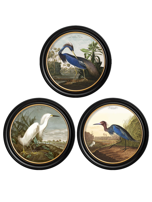c.1838 Audubon's Herons in Round Frames in size 44 x 44cm - glass-fronted framed wall art print with solid wood frame, designed for high-end interior design
