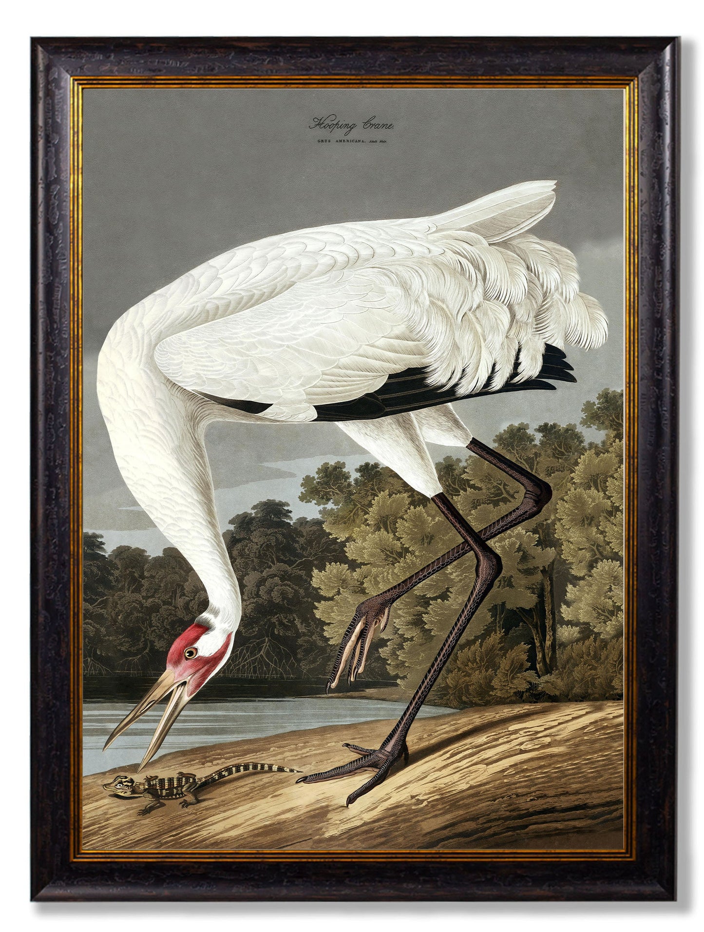 c.1838 Audubon's Hooping Crane in size 38 x 50cm - glass-fronted framed wall art print with solid wood frame, designed for high-end interior design