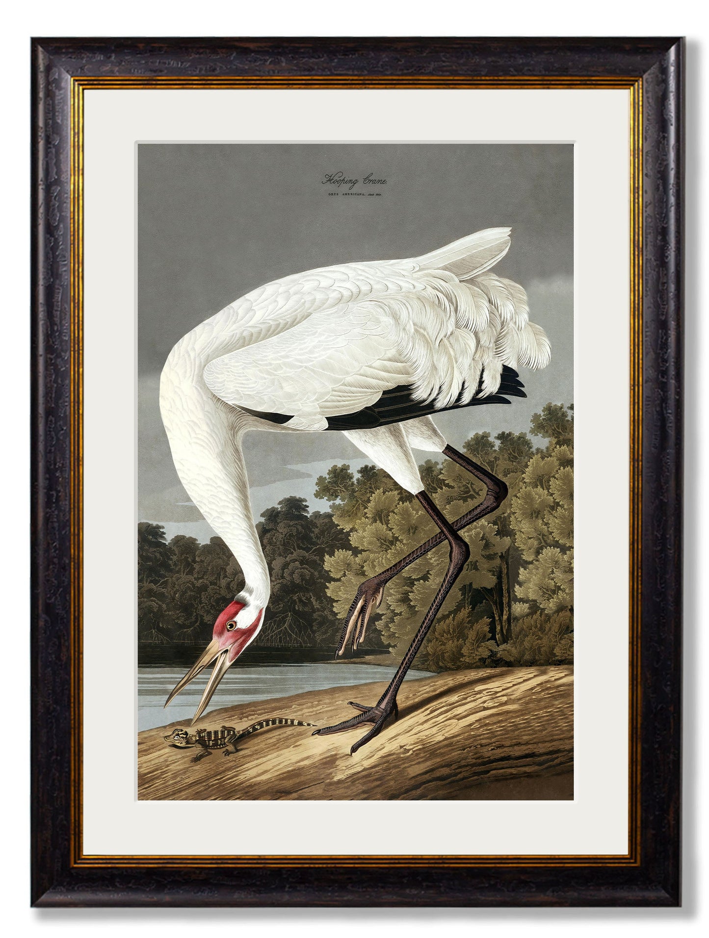 c 1838 audubons hooping crane in size 50 x 70cm - glass-fronted framed wall art print with solid wood frame, adds elegance to your decor
