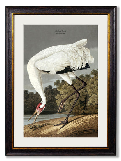 c 1838 audubons hooping crane in size 50 x 70cm - glass-fronted framed wall art print with solid wood frame, adds elegance to your decor