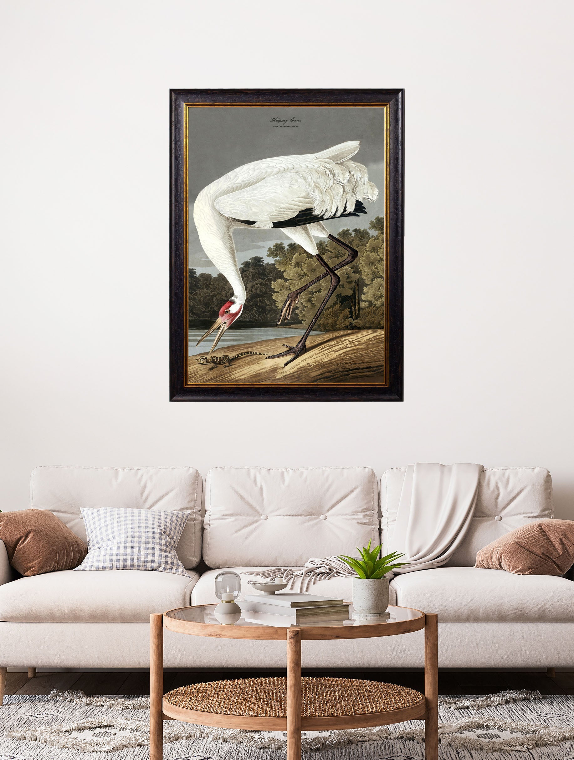 c 1838 audubons hooping crane in size 38 x 50cm - glass-fronted framed wall art print with solid wood frame, perfect for luxury home decor