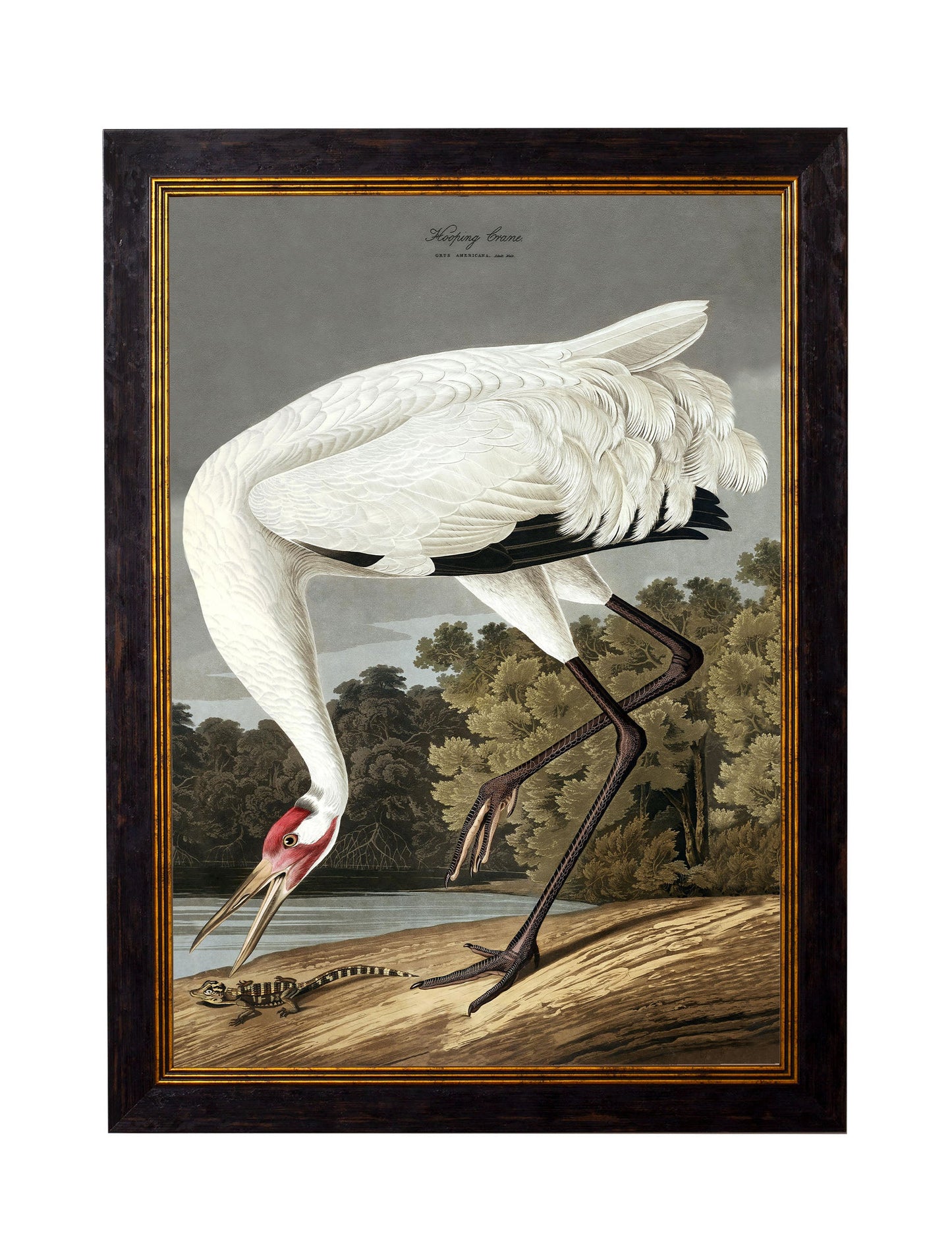 c 1838 audubons hooping crane in size 70 x 95cm - glass-fronted framed wall art print with solid wood frame, perfect for luxury home decor