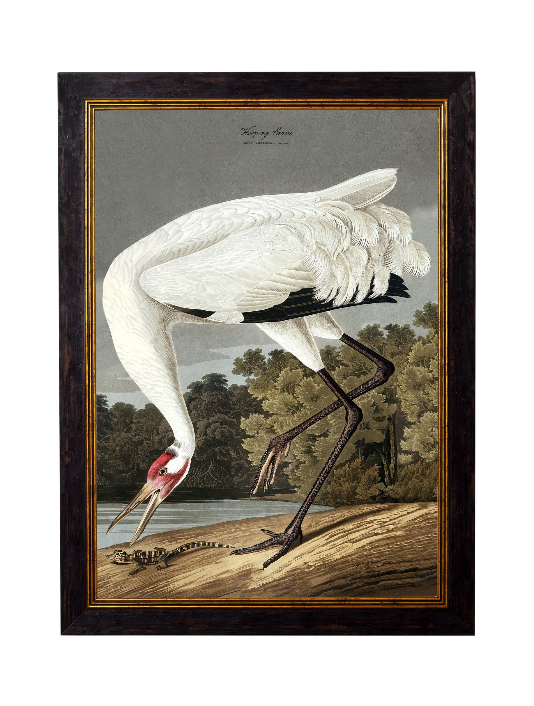 c 1838 audubons hooping crane in size 70 x 95cm - glass-fronted framed wall art print with solid wood frame, perfect for luxury home decor