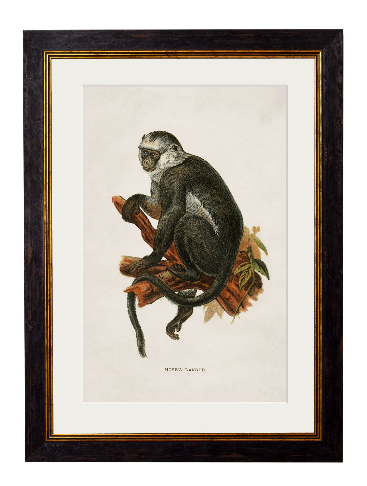 c 1910 collection of primates in size 38 x 50cm - glass-fronted framed wall art print with solid wood frame, perfect for luxury home decor