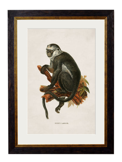 c 1910 collection of primates in size 38 x 50cm - glass-fronted framed wall art print with solid wood frame, perfect for luxury home decor