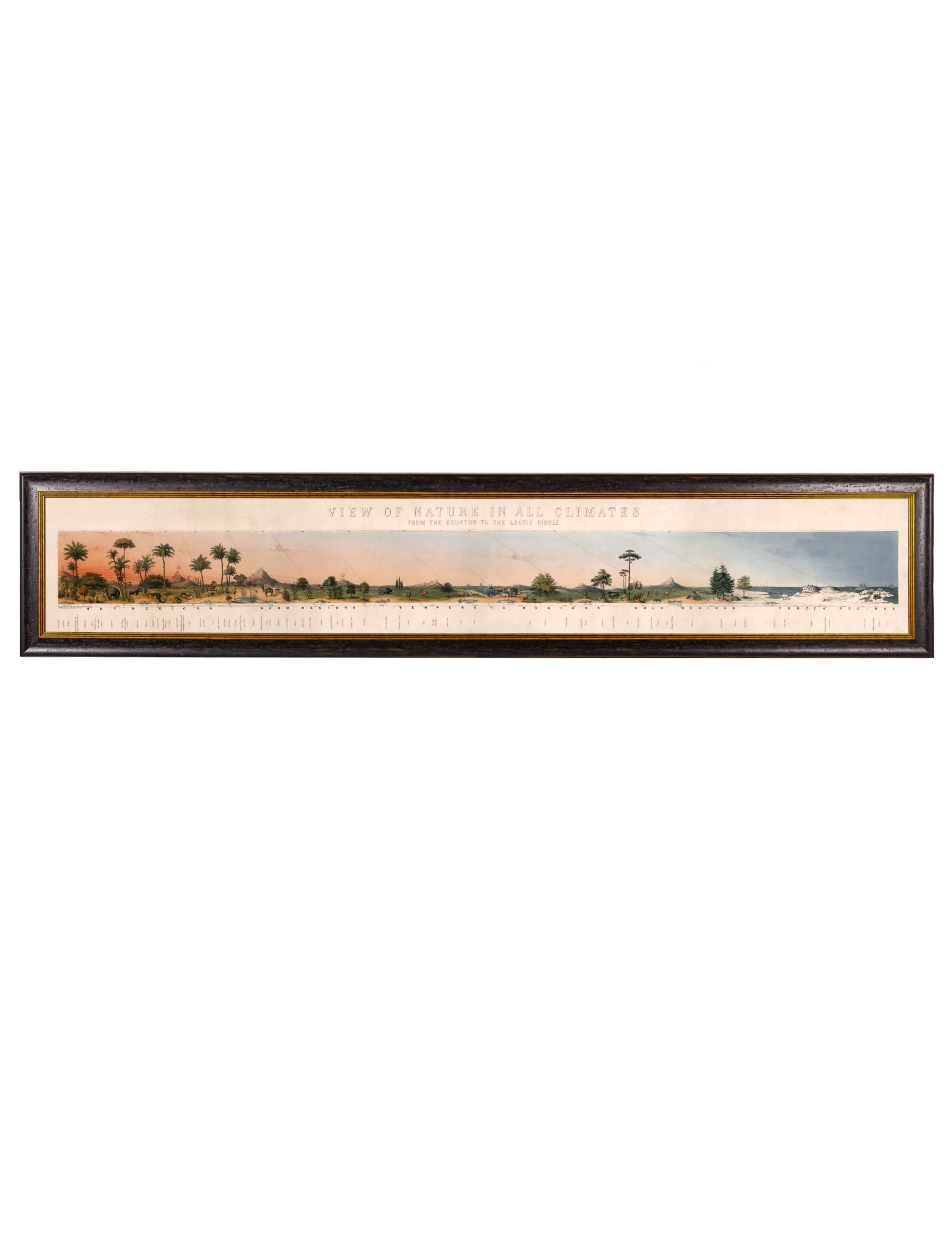c.1852 View of Nature in all Climates - From the Equator to the Arctic Circle in size 295 x 60cm - glass-fronted framed wall art print with solid wood frame, designed for high-end interior design